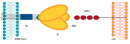 Elecsys Anti-SARS-CoV-2 S